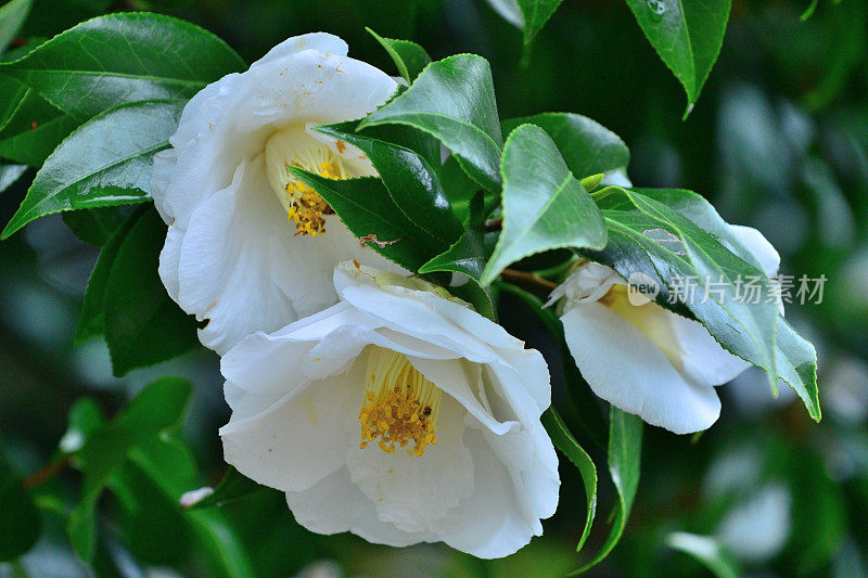 茶花/日本茶花